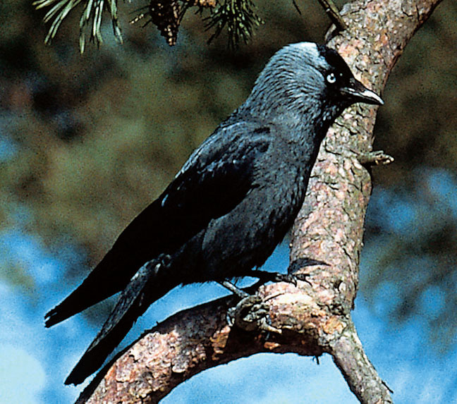 DOWNLOAD - Dohle - Vogelportr�t, Corvus monedula, 6 Aufn., 6:19
